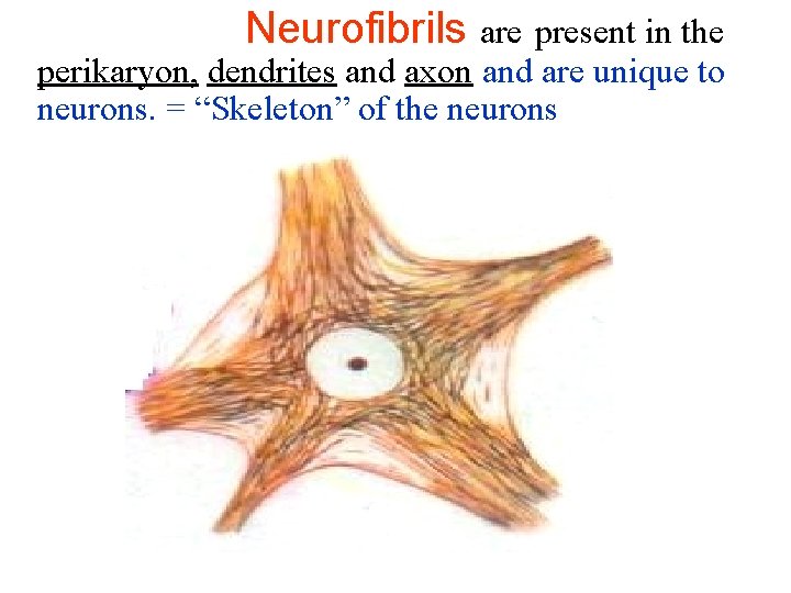 Neurofibrils are present in the perikaryon, dendrites and axon and are unique to neurons. Neurofibrils are present in the perikaryon, dendrites and axon and are unique to neurons.