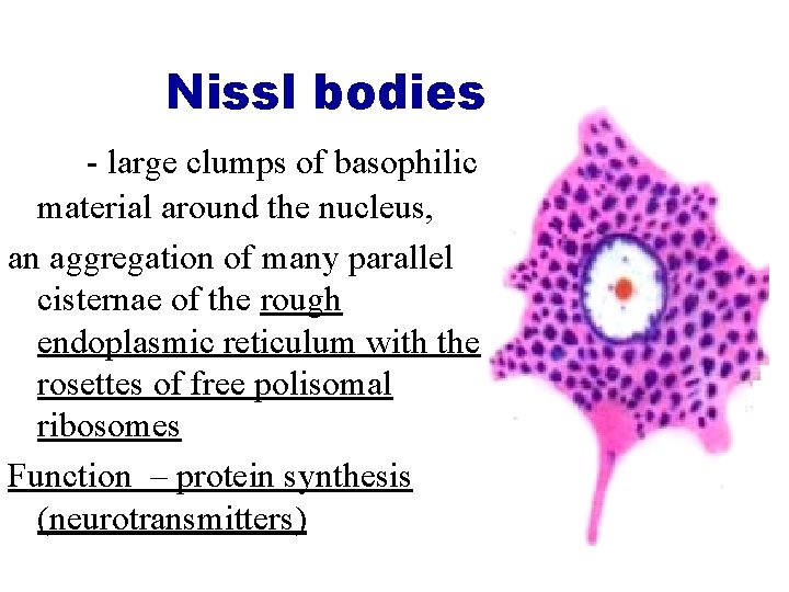 Nissl bodies - large clumps of basophilic material around the nucleus, an aggregation of Nissl bodies - large clumps of basophilic material around the nucleus, an aggregation of