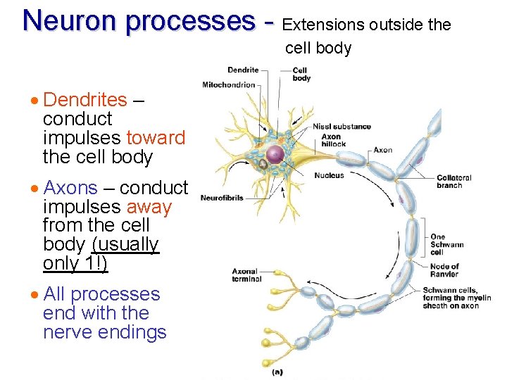 Neuron processes - Extensions outside the cell body · Dendrites – conduct impulses toward Neuron processes - Extensions outside the cell body · Dendrites – conduct impulses toward