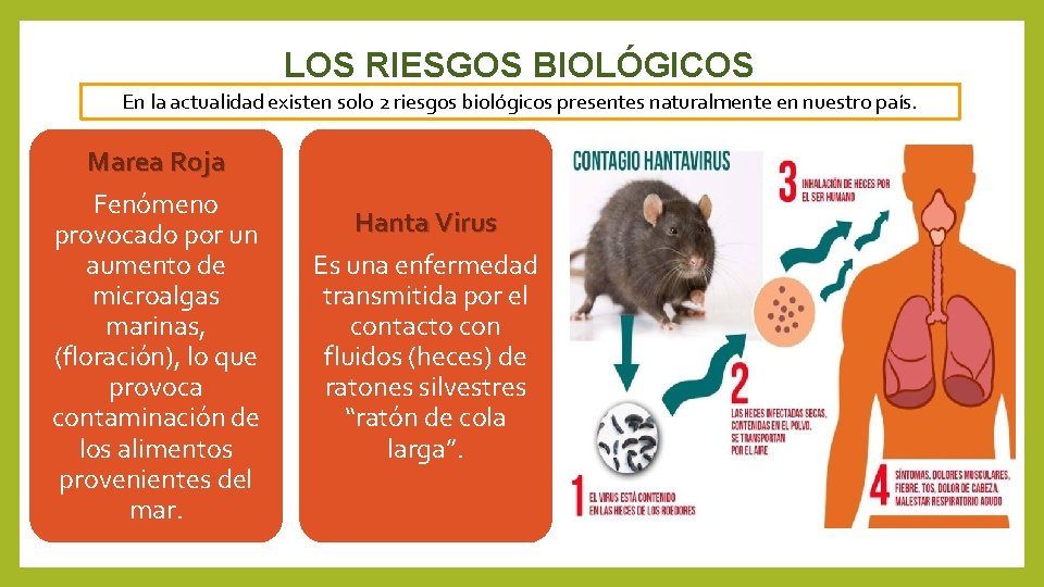 LOS RIESGOS BIOLÓGICOS En la actualidad existen solo 2 riesgos biológicos presentes naturalmente en
