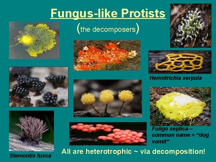 Fungus-like Protists (the decomposers) Hermitrichia serpula Fuligo septica – common name = “dog vomit”