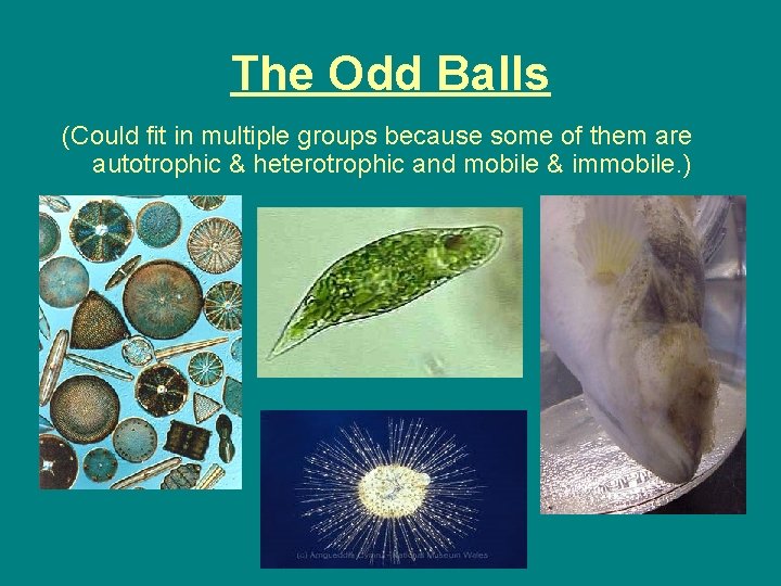 The Odd Balls (Could fit in multiple groups because some of them are autotrophic