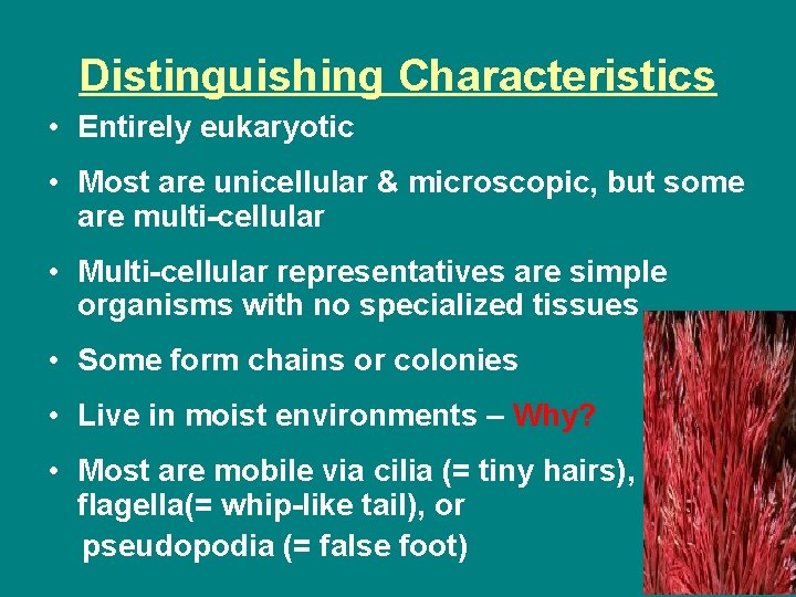 Distinguishing Characteristics • Entirely eukaryotic • Most are unicellular & microscopic, but some are