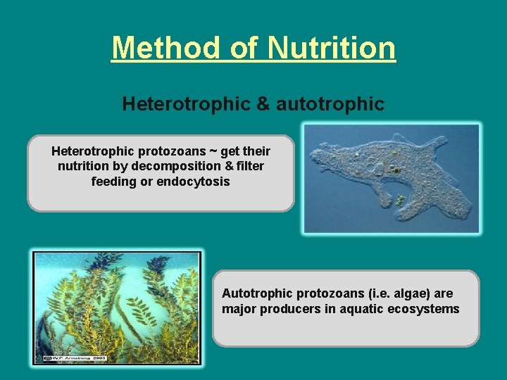 Method of Nutrition Heterotrophic & autotrophic Heterotrophic protozoans ~ get their nutrition by decomposition