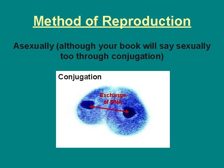 Method of Reproduction Asexually (although your book will say sexually too through conjugation) Conjugation