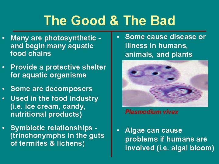 The Good & The Bad • Many are photosynthetic and begin many aquatic food