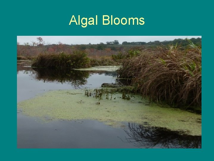 Algal Blooms 