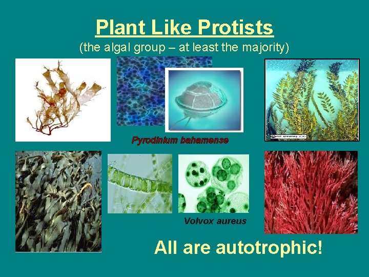 Plant Like Protists (the algal group – at least the majority) Pyrodinium bahamense Volvox