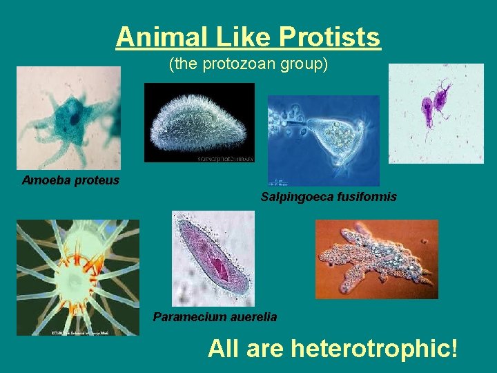 Animal Like Protists (the protozoan group) Amoeba proteus Salpingoeca fusiformis Paramecium auerelia All are