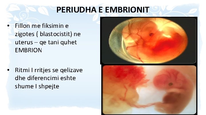 PERIUDHA E EMBRIONIT • Fillon me fiksimin e zigotes ( blastocistit) ne uterus –