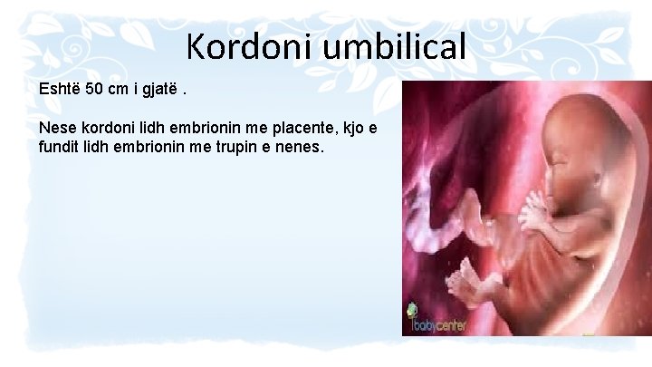 Kordoni umbilical Eshtë 50 cm i gjatë. Nese kordoni lidh embrionin me placente, kjo