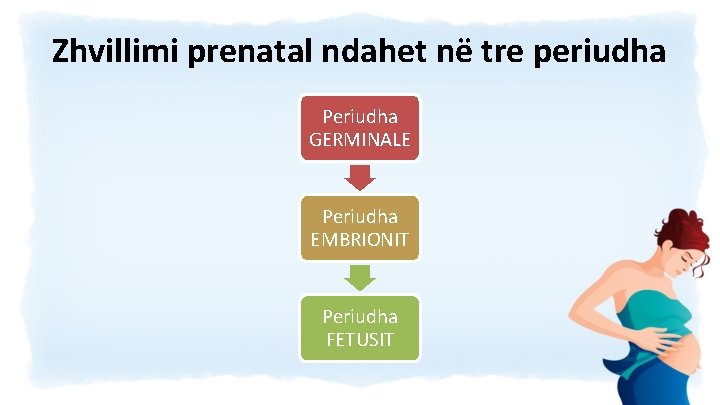 Zhvillimi prenatal ndahet në tre periudha Periudha GERMINALE Periudha EMBRIONIT Periudha FETUSIT 