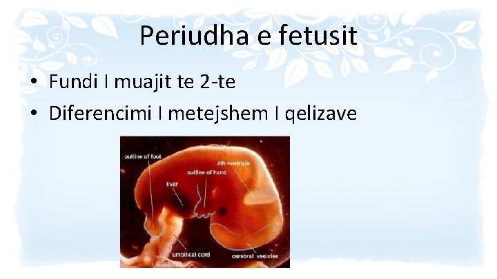 Periudha e fetusit • Fundi I muajit te 2 -te • Diferencimi I metejshem