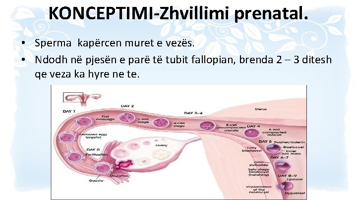 KONCEPTIMI-Zhvillimi prenatal. • Sperma kapërcen muret e vezës. • Ndodh në pjesën e parë