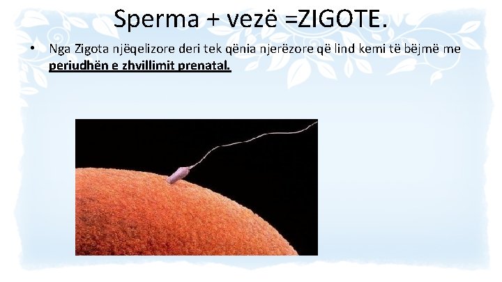 Sperma + vezë =ZIGOTE. • Nga Zigota njëqelizore deri tek qënia njerëzore që lind