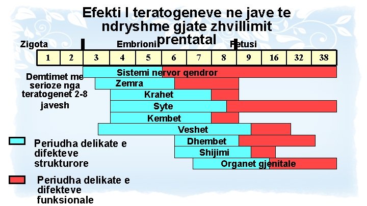 Zigota 1 Efekti I teratogeneve ne jave te ndryshme gjate zhvillimit Embrioniprentatal Fetusi 2