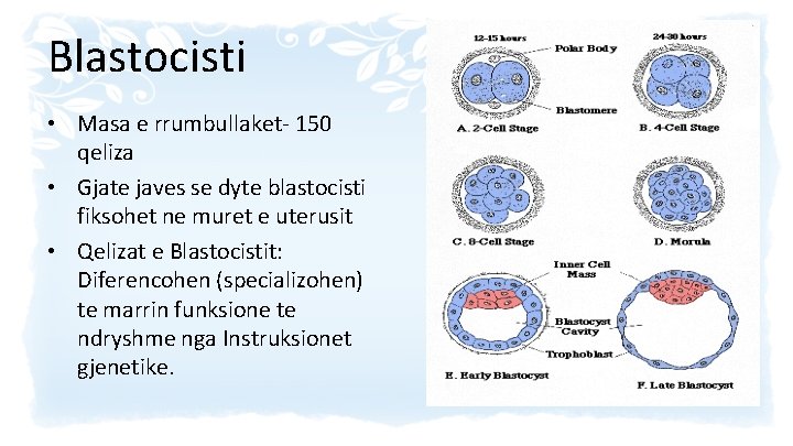 Blastocisti • Masa e rrumbullaket- 150 qeliza • Gjate javes se dyte blastocisti fiksohet