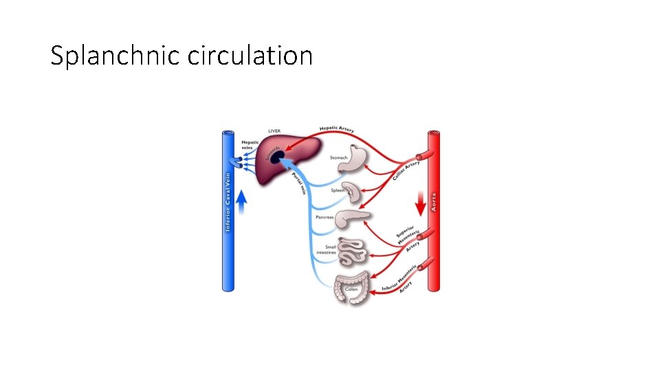 Splanchnic circulation Splanchnic circulation