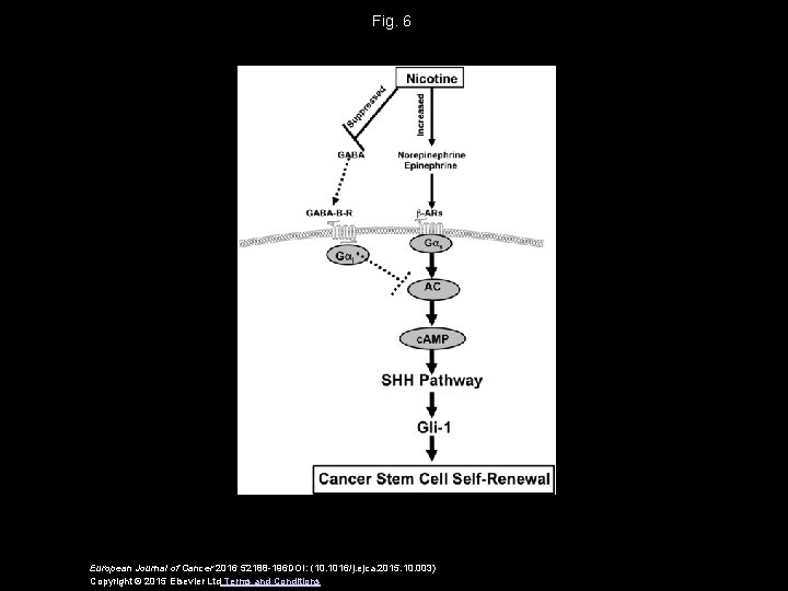 Fig. 6 European Journal of Cancer 2016 52188 -196 DOI: (10. 1016/j. ejca. 2015.