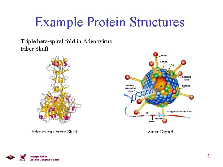 Example Protein Structures Triple beta-spiral fold in Adenovirus Fiber Shaft Adenovirus Fibre Shaft Carnegie