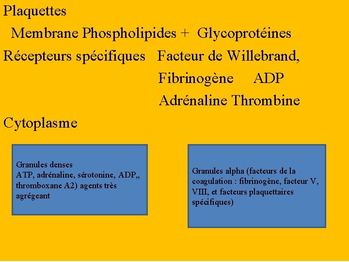 Plaquettes Membrane Phospholipides + Glycoprotéines Récepteurs spécifiques Facteur de Willebrand, Fibrinogène ADP Adrénaline Thrombine