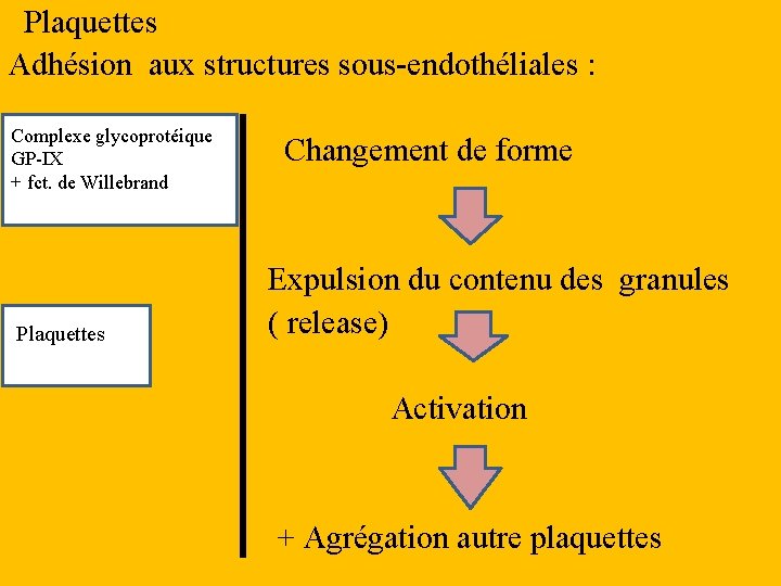 Plaquettes Adhésion aux structures sous-endothéliales : Complexe glycoprotéique GP-IX + fct. de Willebrand Plaquettes