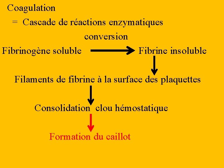 Coagulation = Cascade de réactions enzymatiques conversion Fibrinogène soluble Fibrine insoluble Filaments de fibrine