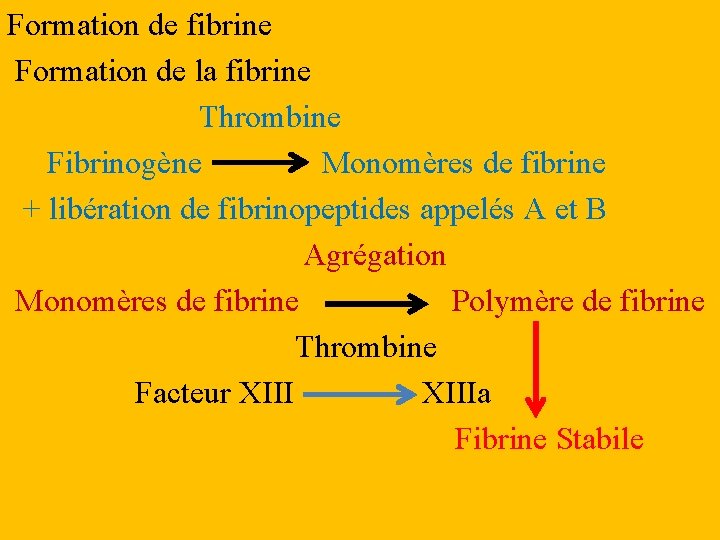 Formation de fibrine Formation de la fibrine Thrombine Fibrinogène Monomères de fibrine + libération