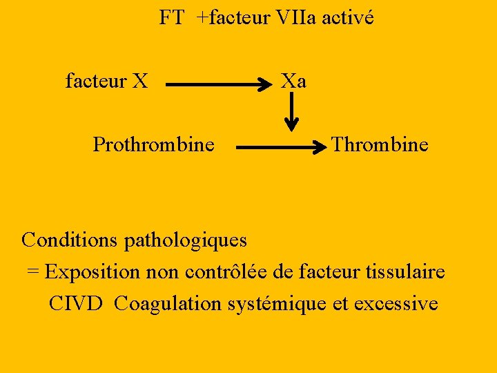 FT +facteur VIIa activé facteur X Prothrombine Xa Thrombine Conditions pathologiques = Exposition non