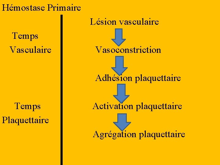 Hémostase Primaire Lésion vasculaire Temps Vasculaire Vasoconstriction Adhésion plaquettaire Temps Plaquettaire Activation plaquettaire Agrégation