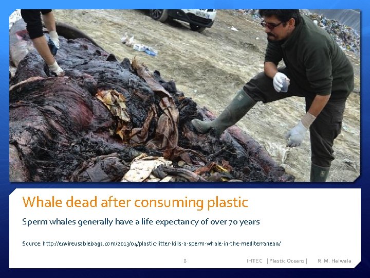Whale dead after consuming plastic Sperm whales generally have a life expectancy of over