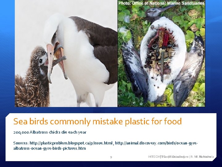 Sea birds commonly mistake plastic for food 200, 000 Albatross chicks die each year