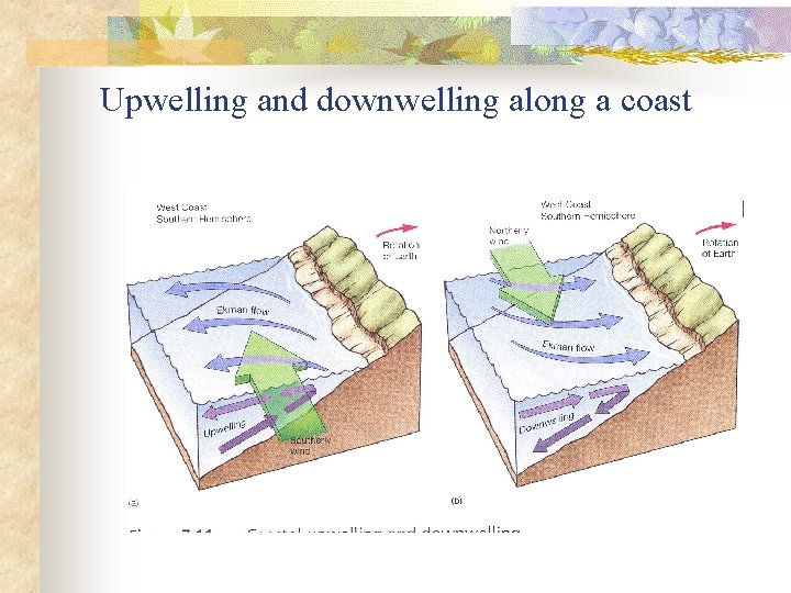 Upwelling and downwelling along a coast 