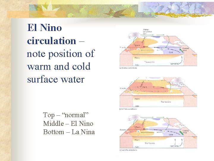 El Nino circulation – note position of warm and cold surface water Top –