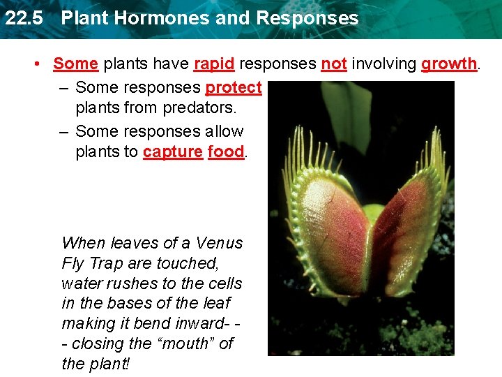 22. 5 Plant Hormones and Responses • Some plants have rapid responses not involving