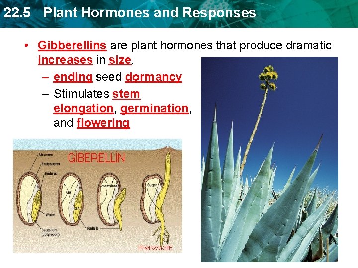 22. 5 Plant Hormones and Responses • Gibberellins are plant hormones that produce dramatic