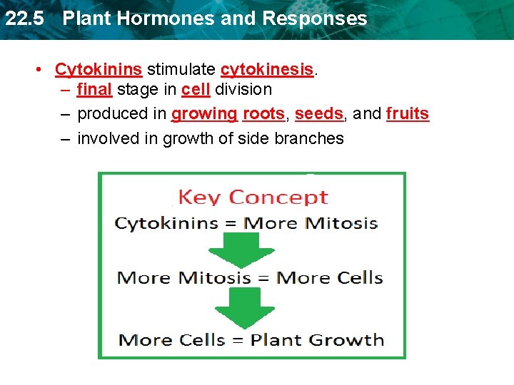 22. 5 Plant Hormones and Responses • Cytokinins stimulate cytokinesis. – final stage in