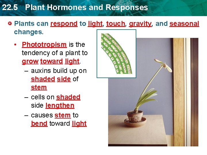 22. 5 Plant Hormones and Responses Plants can respond to light, touch, gravity, and