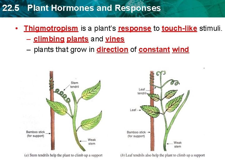 22. 5 Plant Hormones and Responses • Thigmotropism is a plant’s response to touch-like