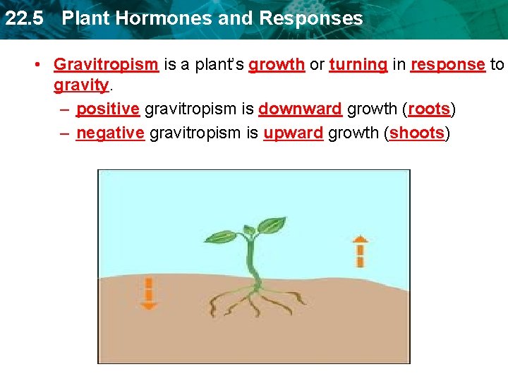 22. 5 Plant Hormones and Responses • Gravitropism is a plant’s growth or turning