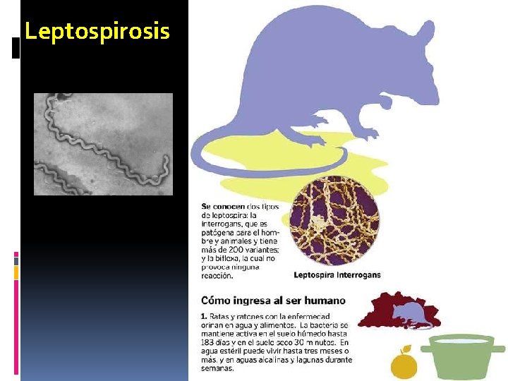 Leptospirosis 