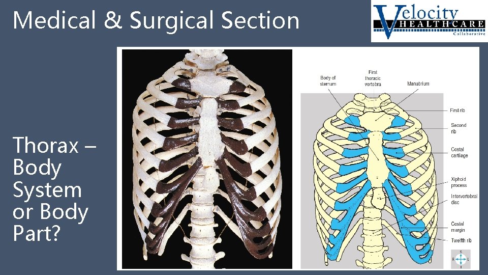 Medical & Surgical Section Thorax – Body System or Body Part? 