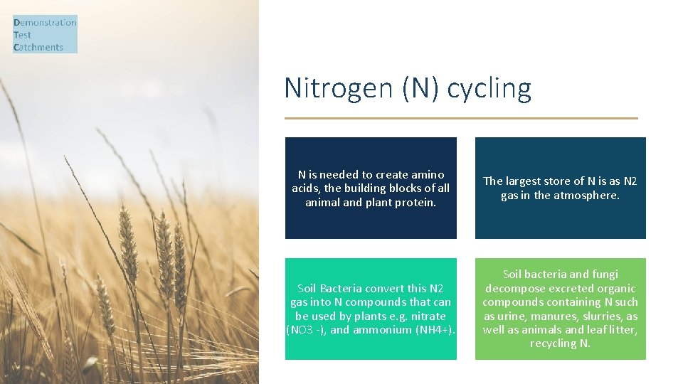 Nitrogen (N) cycling N is needed to create amino acids, the building blocks of