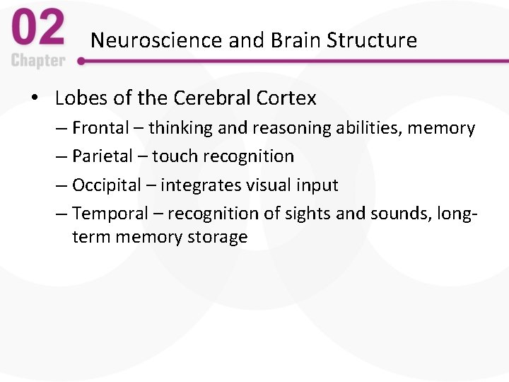 Neuroscience and Brain Structure • Lobes of the Cerebral Cortex – Frontal – thinking