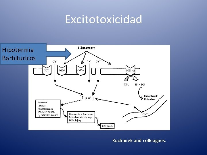 Excitotoxicidad Hipotermia Barbituricos Kochanek and colleagues. 