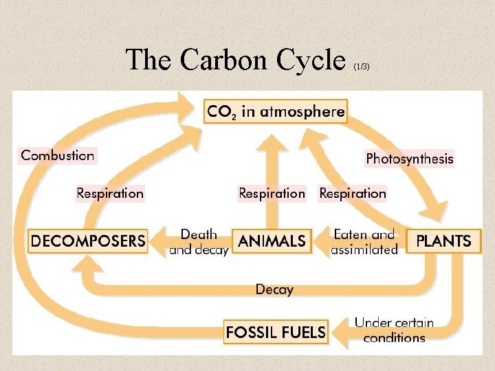 The Carbon Cycle (1/3) 10 