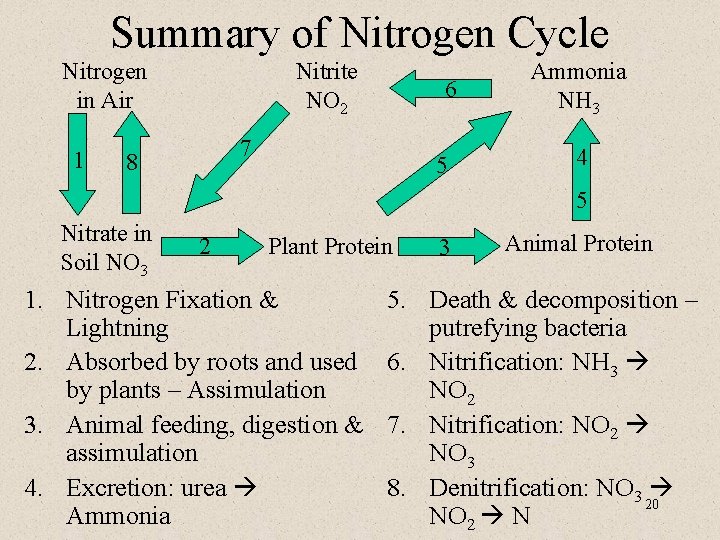 Summary of Nitrogen Cycle Nitrogen in Air 1 Nitrite NO 2 6 7 8