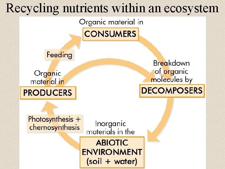 Recycling nutrients within an ecosystem 5 