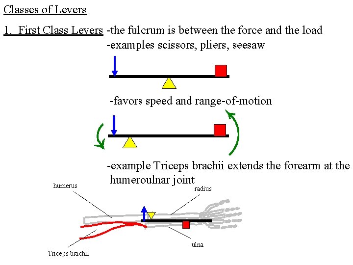 Classes of Levers 1. First Class Levers -the fulcrum is between the force and Classes of Levers 1. First Class Levers -the fulcrum is between the force and