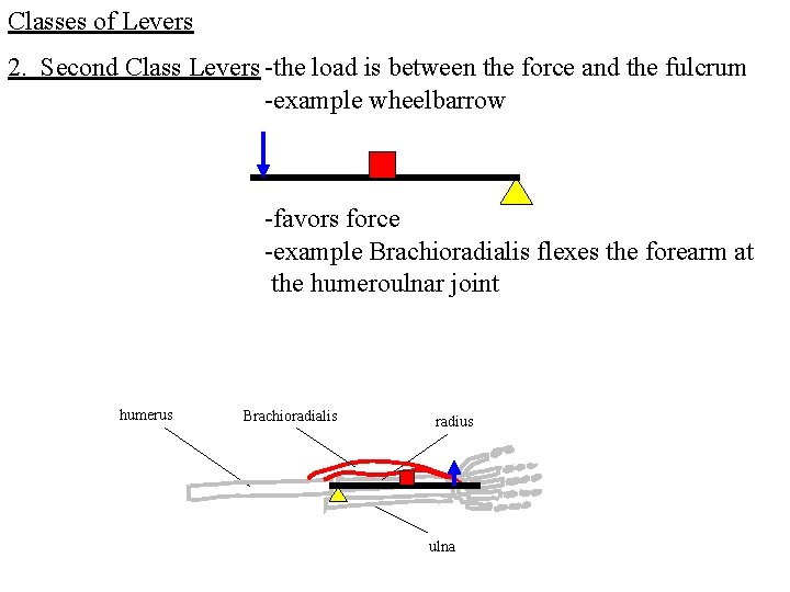 Classes of Levers 2. Second Class Levers -the load is between the force and Classes of Levers 2. Second Class Levers -the load is between the force and